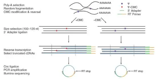 假尿苷（Ψ）修飾研究：Ψ-seq、BID-seq、BACS與納米孔技術的全面對比